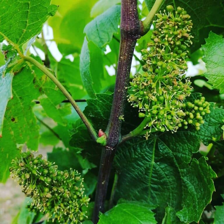 La fleur de la vigne : une étape clé pour la future récolte