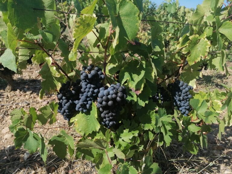 Une récolte réussie pour cette année 2023 !