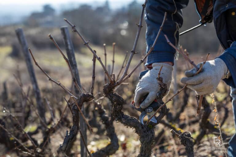 L’hiver : une étape essentielle pour la récolte à venir