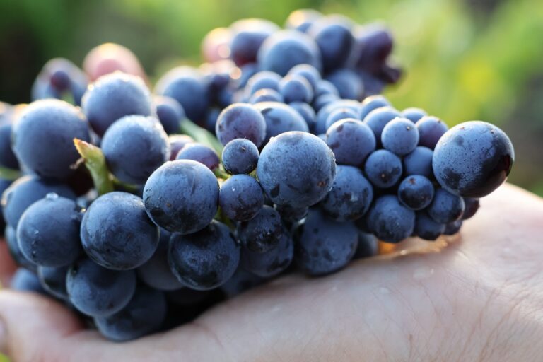 Comment déterminer la date des vendanges ? Guide en Beaujolais